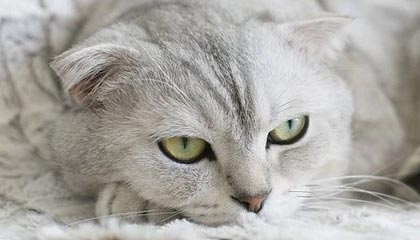 陈雨菲获得羽毛球世锦赛女单亚军